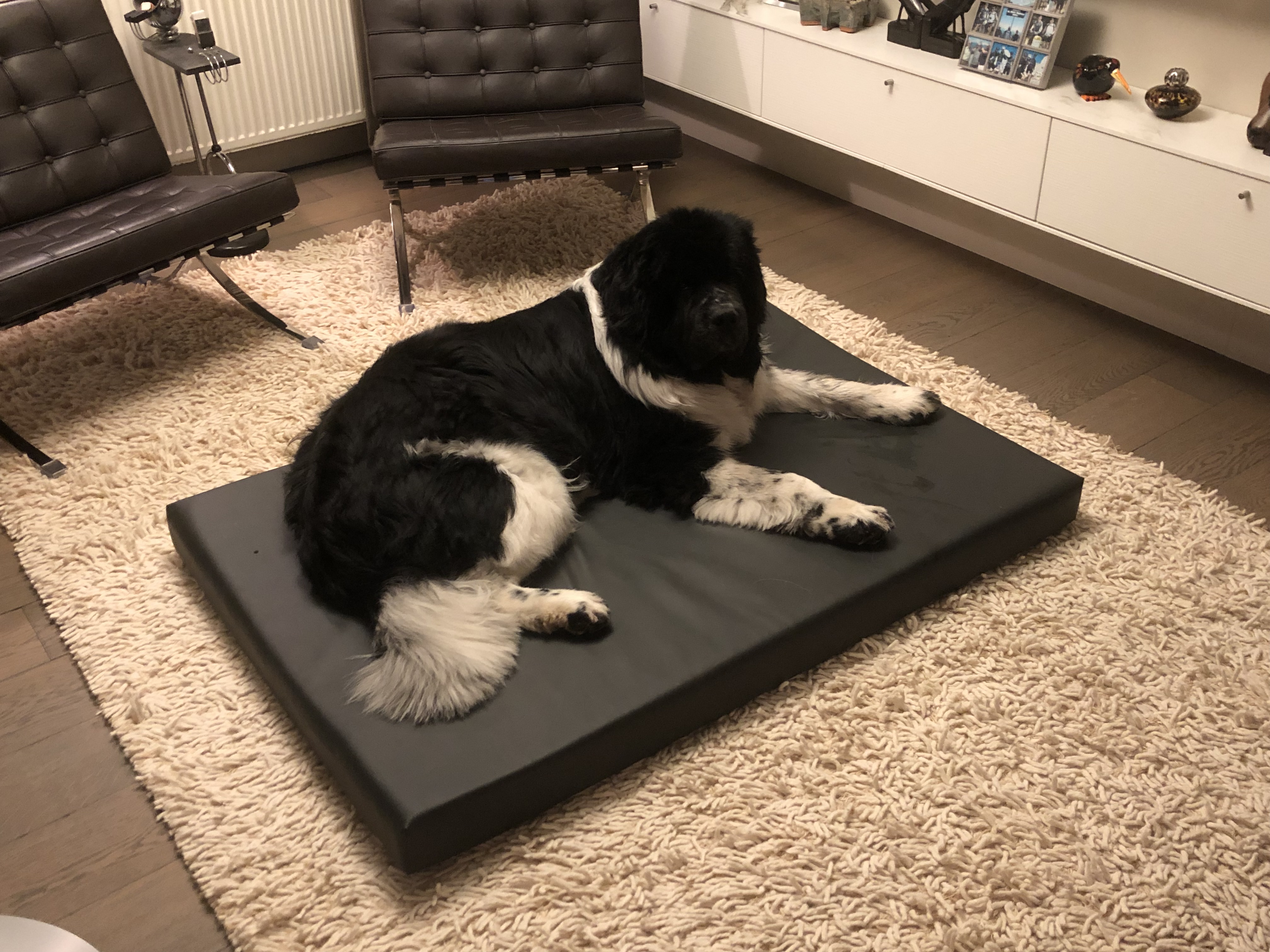 cascade glas Accumulatie Orthopedisch Hondenkussen Black Skay - Nano - Dogs XXL