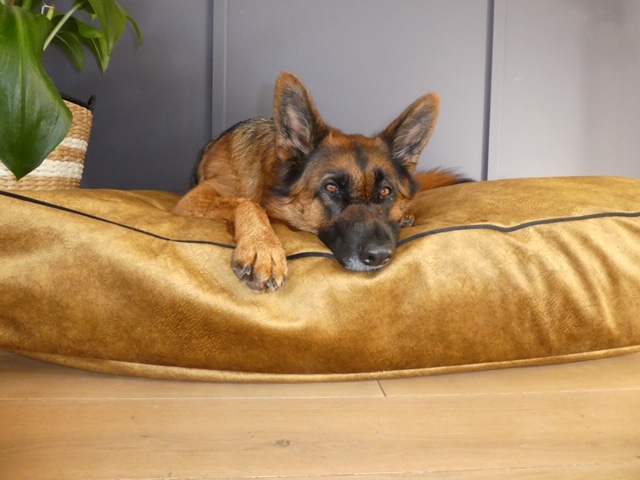 Inloggegevens Sentimenteel wapenkamer Hondenkussen Gold Paspel Black ( Luxery Line ) - Nano 85 x 120 x 20 cm -  Dogs XXL